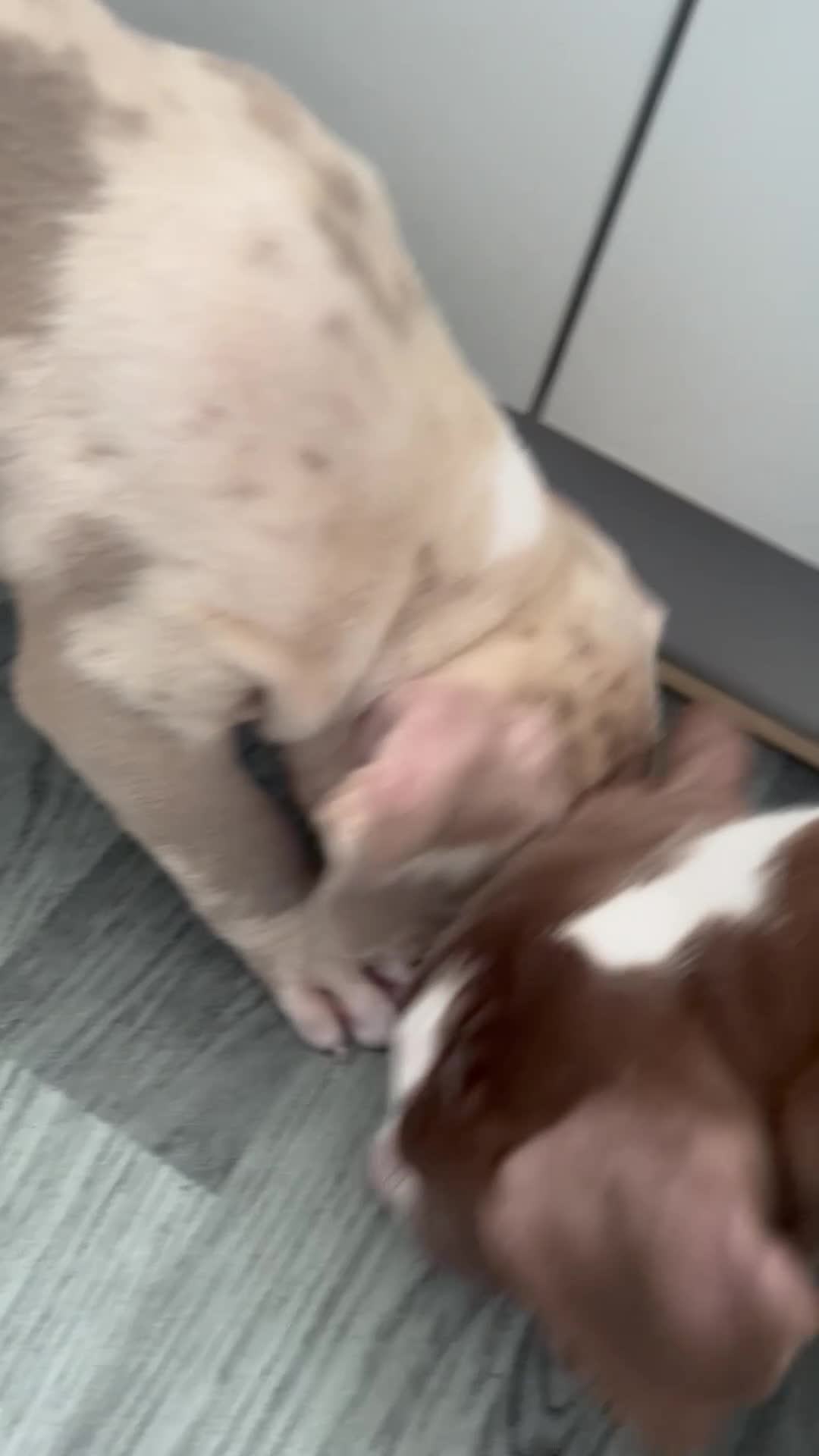 Mixed Breed dogs for sale: 3 gorgeous girls in Preston - Video 4