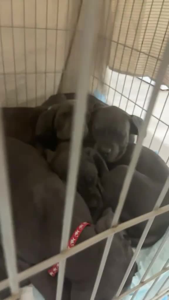 Cane Corso dogs for sale: 6 cane corsi in Purley - Video 4