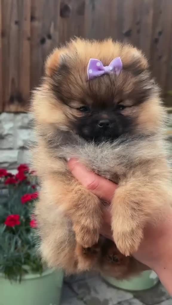 Pomeranian dogs for sale: 1 pom girl available  - Video 1