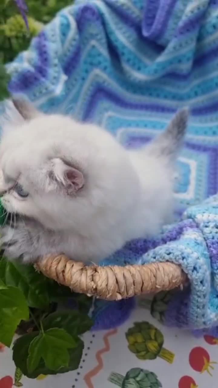 British Shorthair cats for sale: 💖READY TO GO!💖GOLDEN &SILVER POINT BSH KITTENS💖 - Video 1