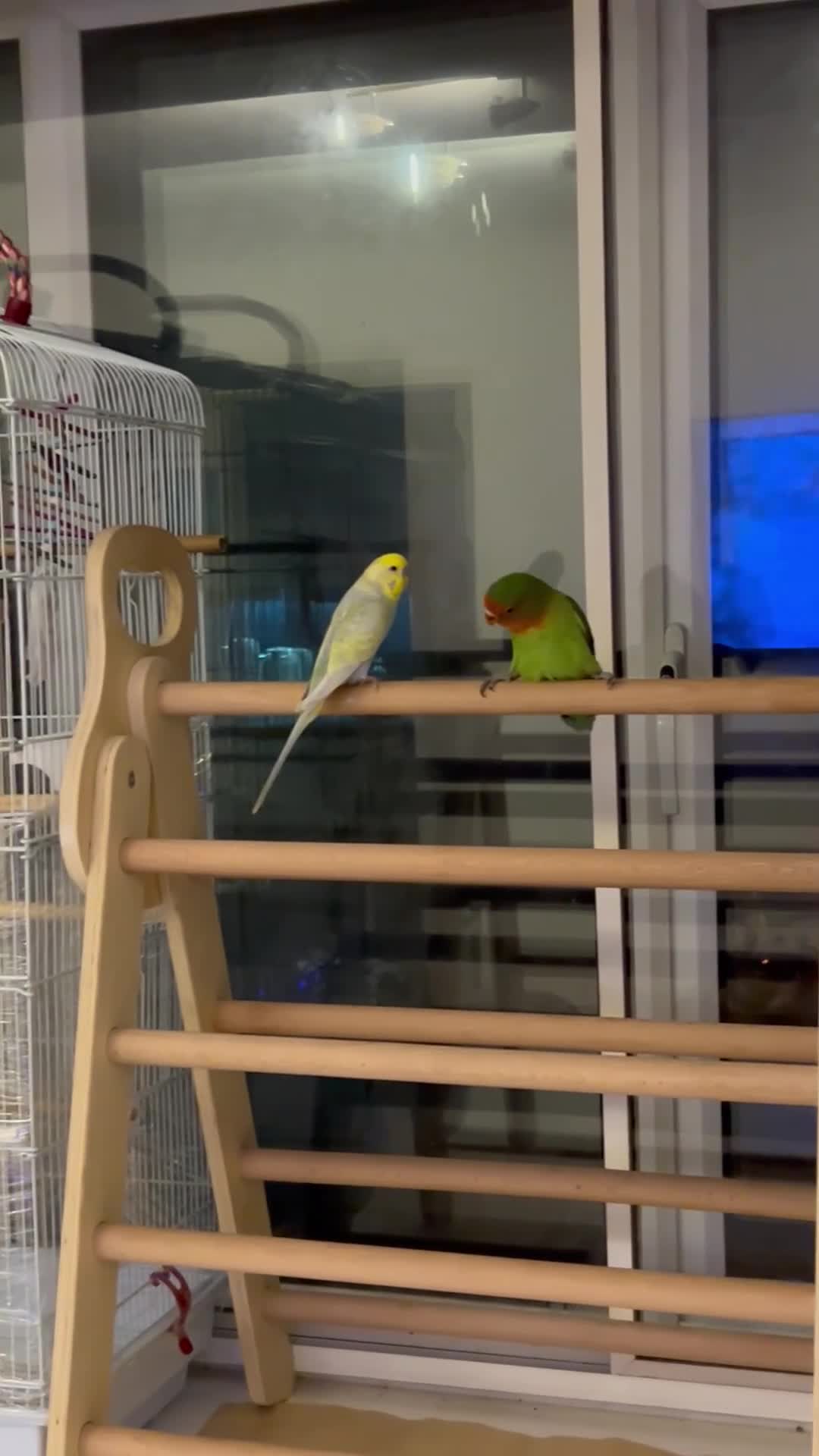 Lovebirds birds for sale: Lovebird and budgie for sale  in Enfield - Video 1