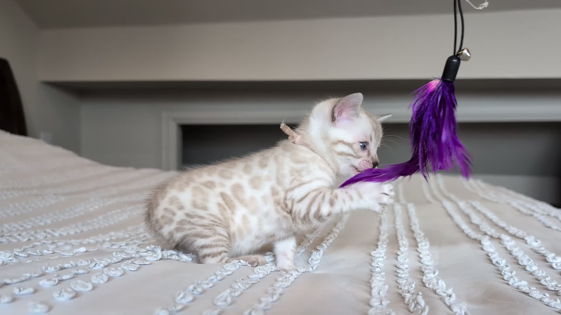 Bengal cats for sale: 🖤🩶🤍 Stunning Bengal Kittens 🤍🩶🖤 - Video 1