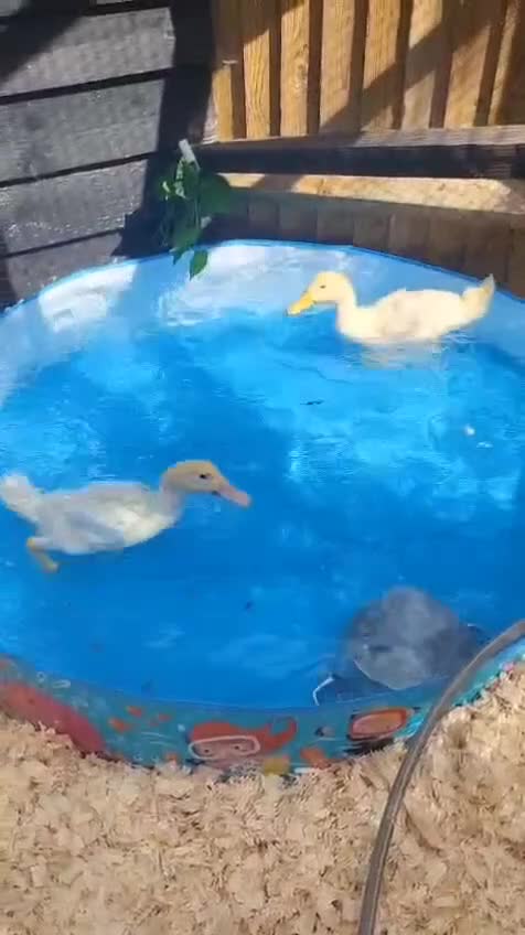 Ducks poultry for sale: 💛Pekin named Bread is available💛 - Video 1