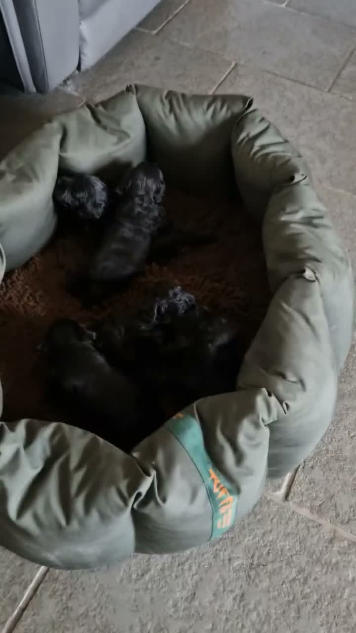 Schnoodle dogs for sale: Schnoodles  - Video 2