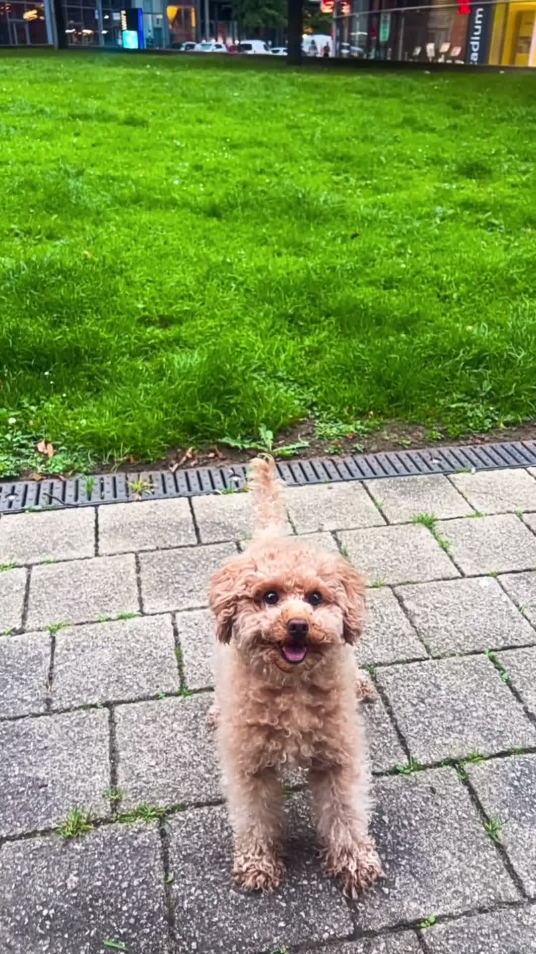 Toy Poodle dogs for sale: Toy pudle in London - Video 2