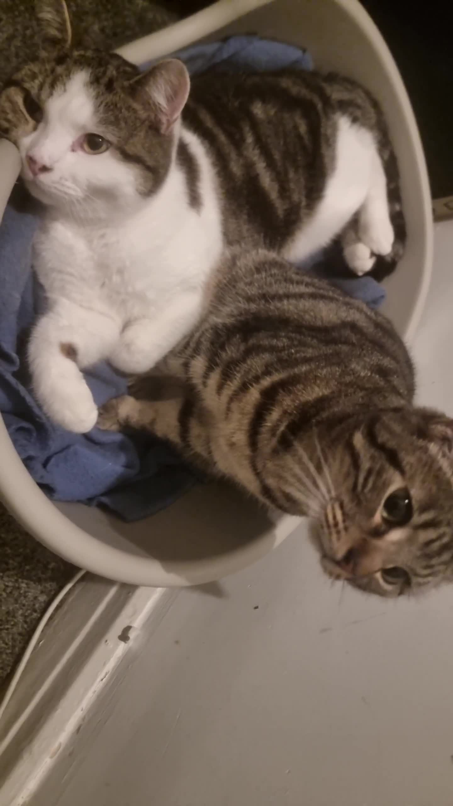 British Shorthair cats for sale: Patch is two years old soon - Video 1