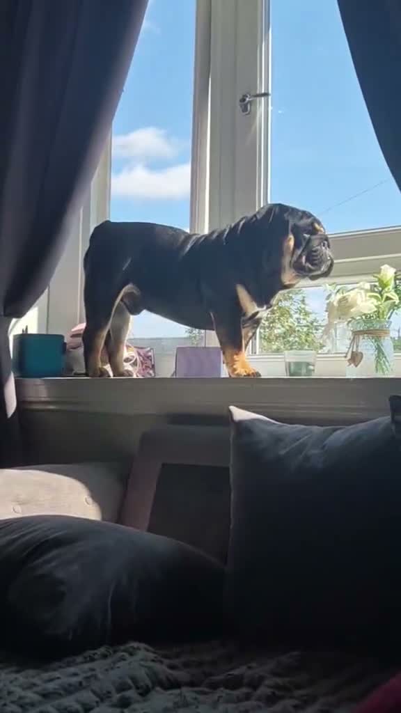 English Bulldog dogs for sale: 11 month KC Registered Black & Tan English Bulldog - Video 1