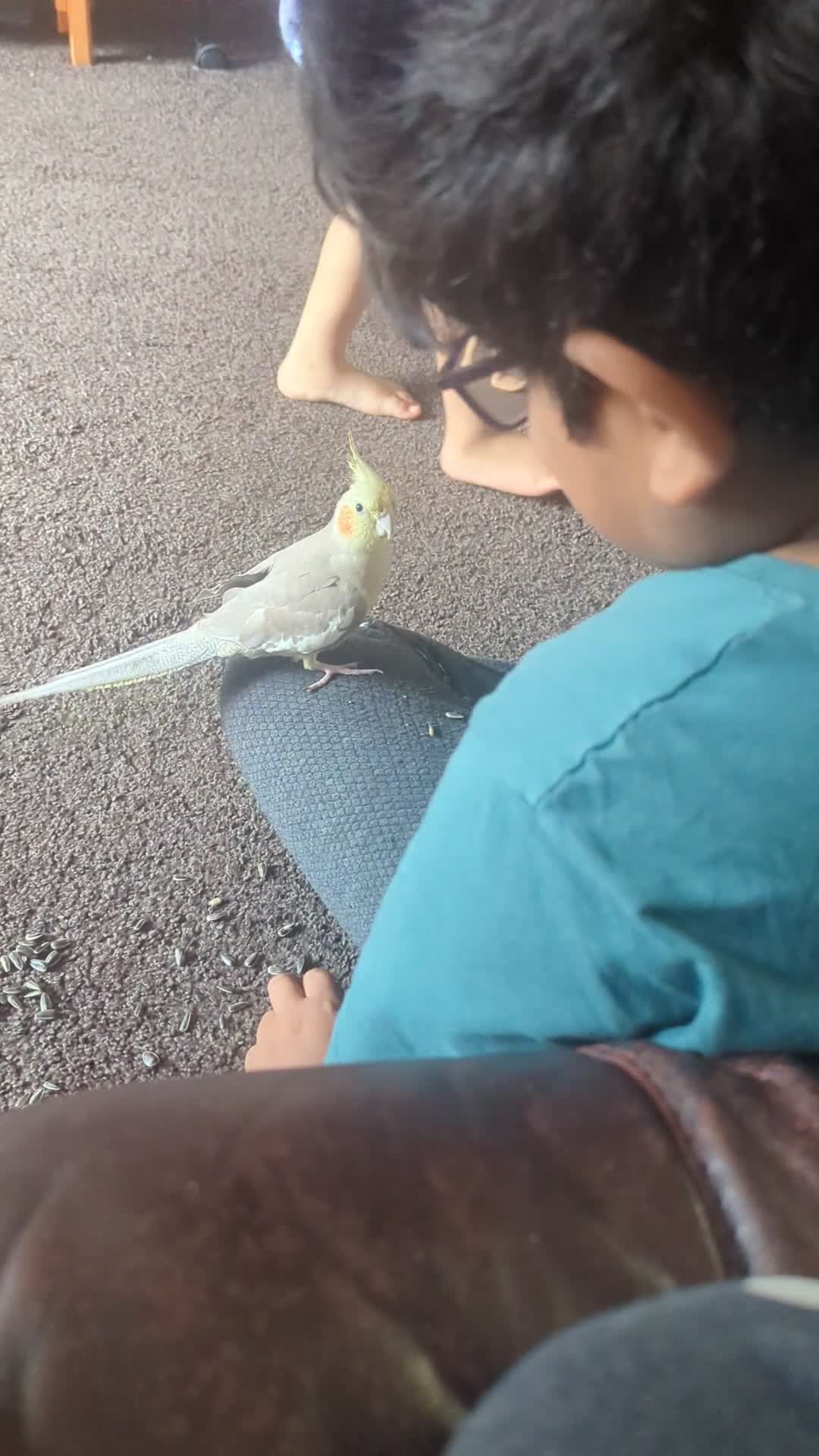 Parrots birds for sale: 2 cockatiel for sale  - Video 1