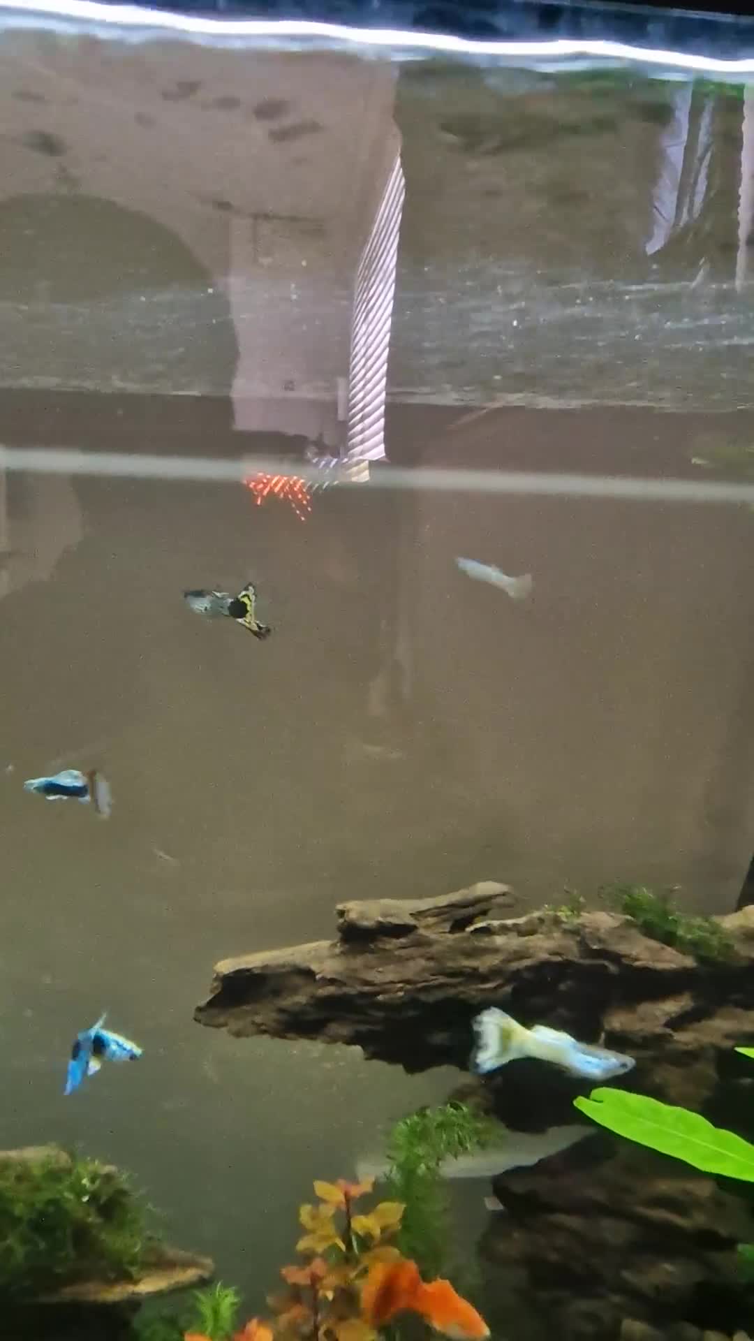 Live Bearers fish for sale: GUPPIES X4 in Basingstoke - Video 1