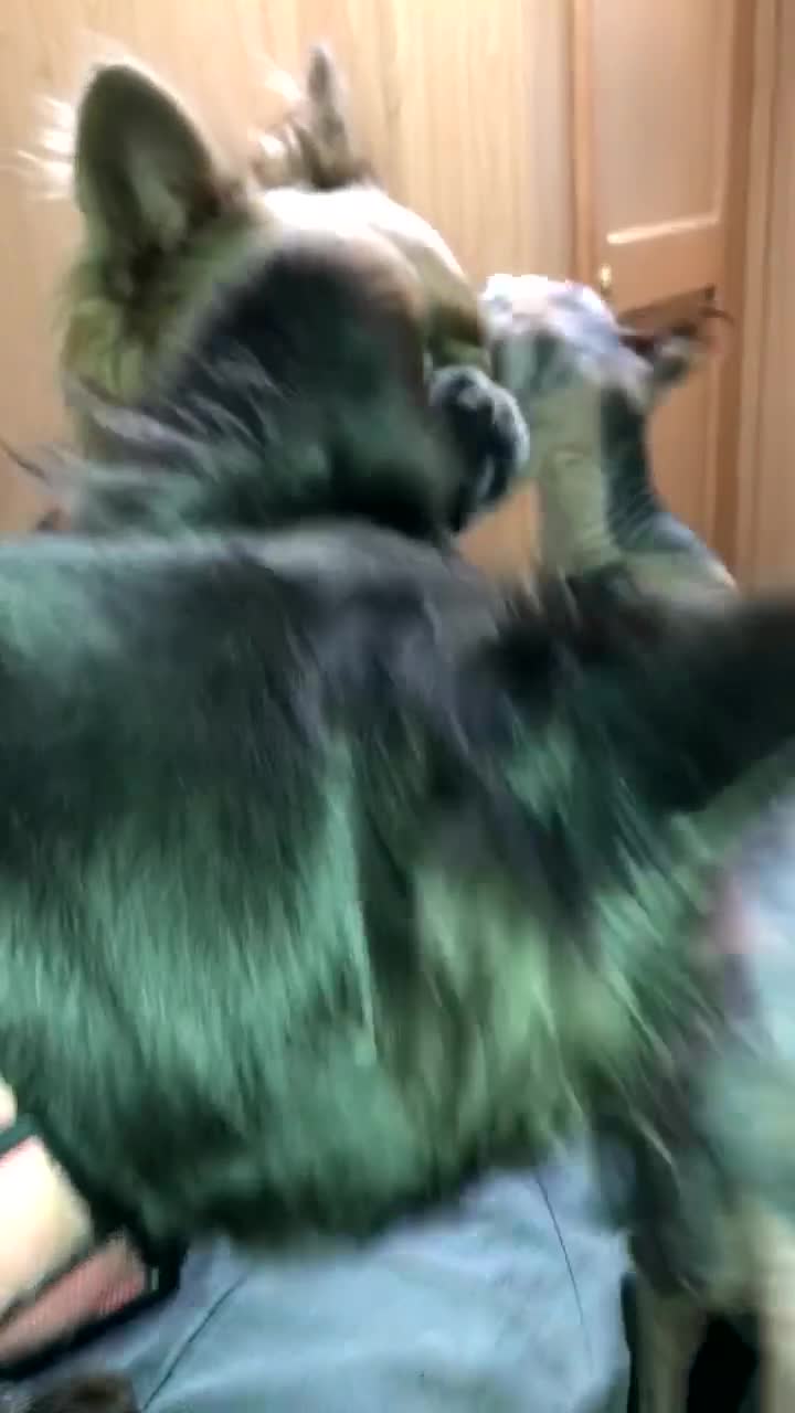 French Bulldog dogs for sale: Visual Fluffy Frenchie KC reg - Video 1