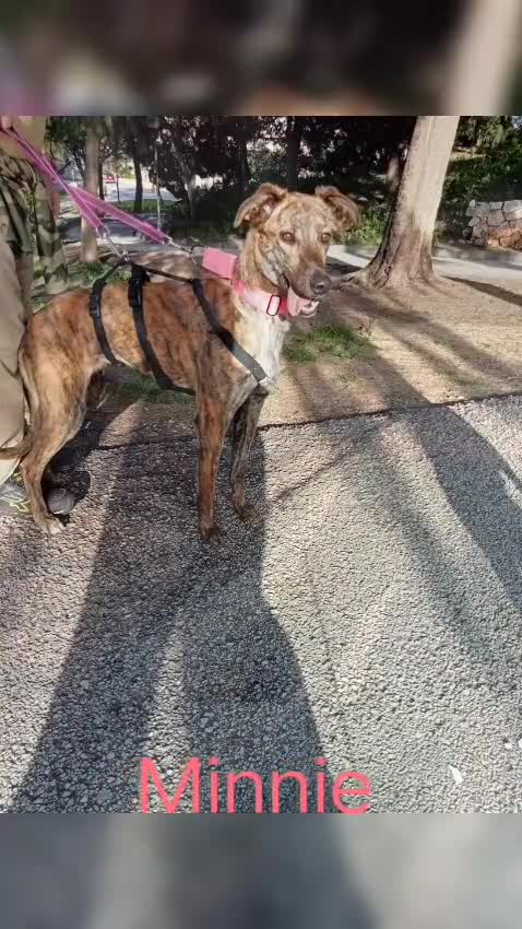 Mixed Breed dogs for adoption: Urgent 🚨 MINNIE "Please don’t pass me by" 😭  in Hengoed - Video 1