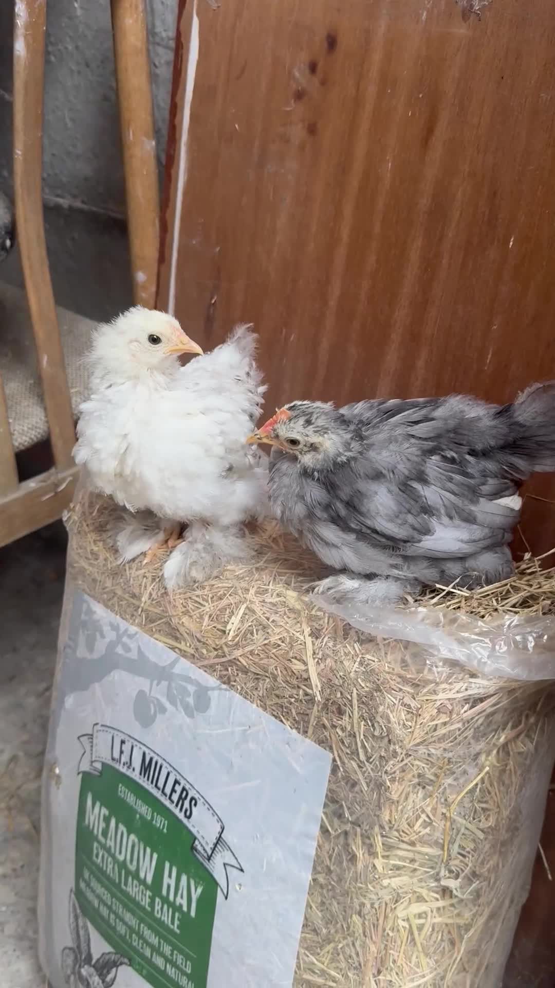Chickens poultry for sale: Duo Adorable Pekin Chickens - Video 1