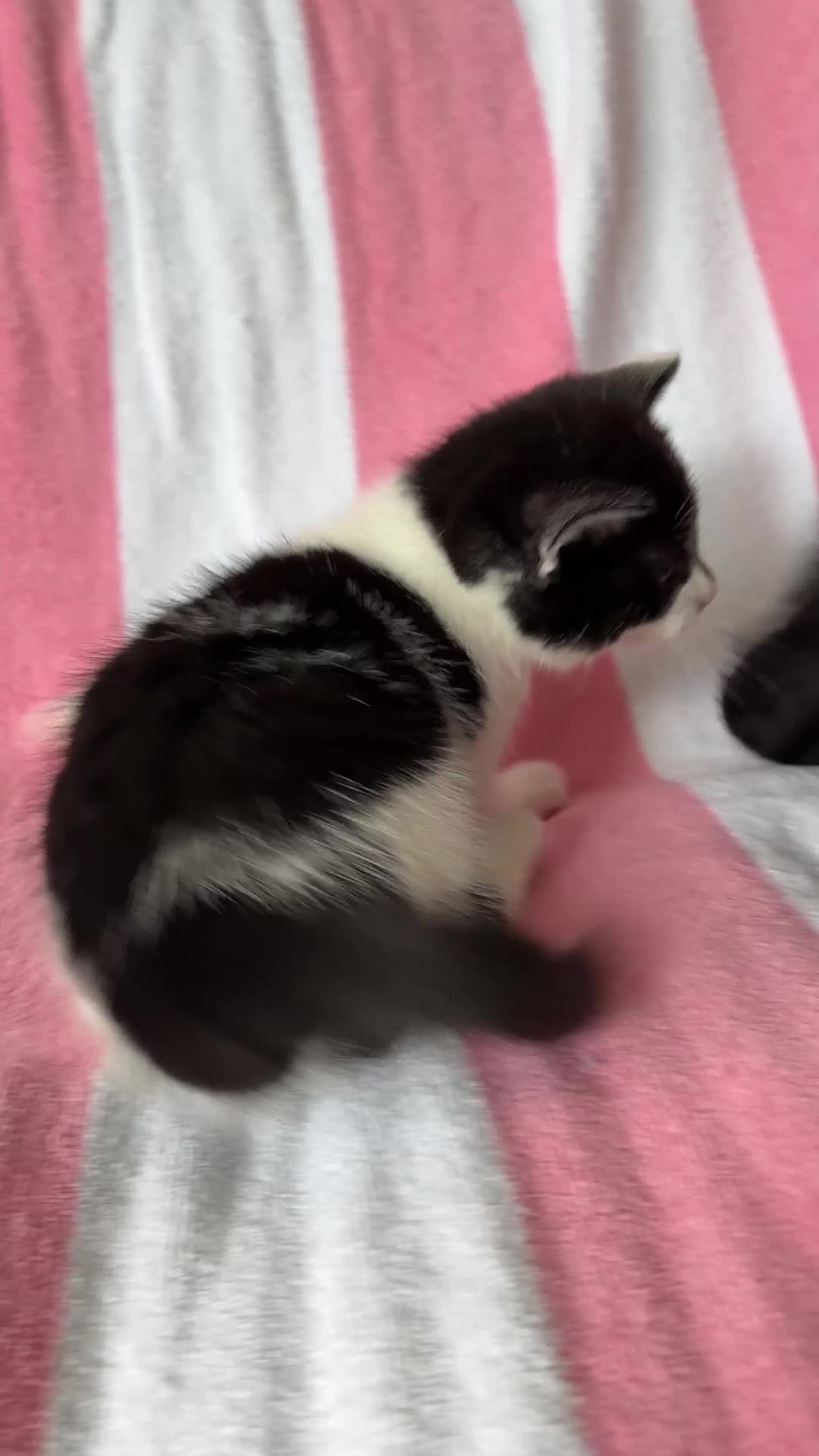 Mixed Breed cats for sale: Kittens, black and white - Video 1