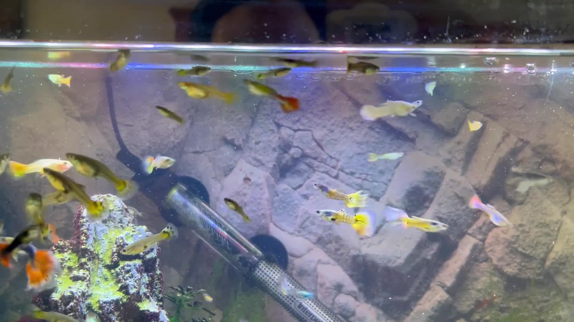 Other/Mixed Breed fish for sale: Mixed sex Guppies  - Video 1