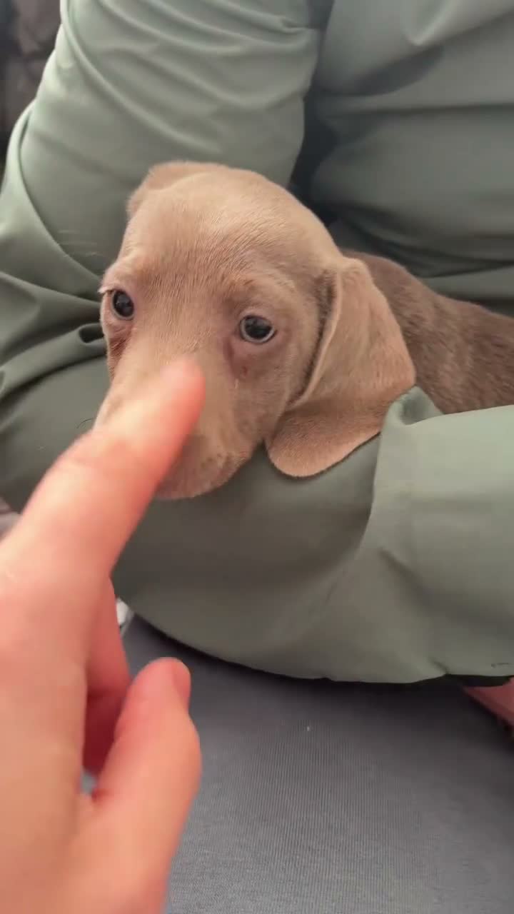 Miniature Dachshund dogs for sale: Miniature d - Video 1