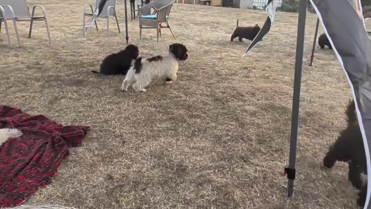 Spanish Water Dog dogs for sale: Spanish water dog - Video 3
