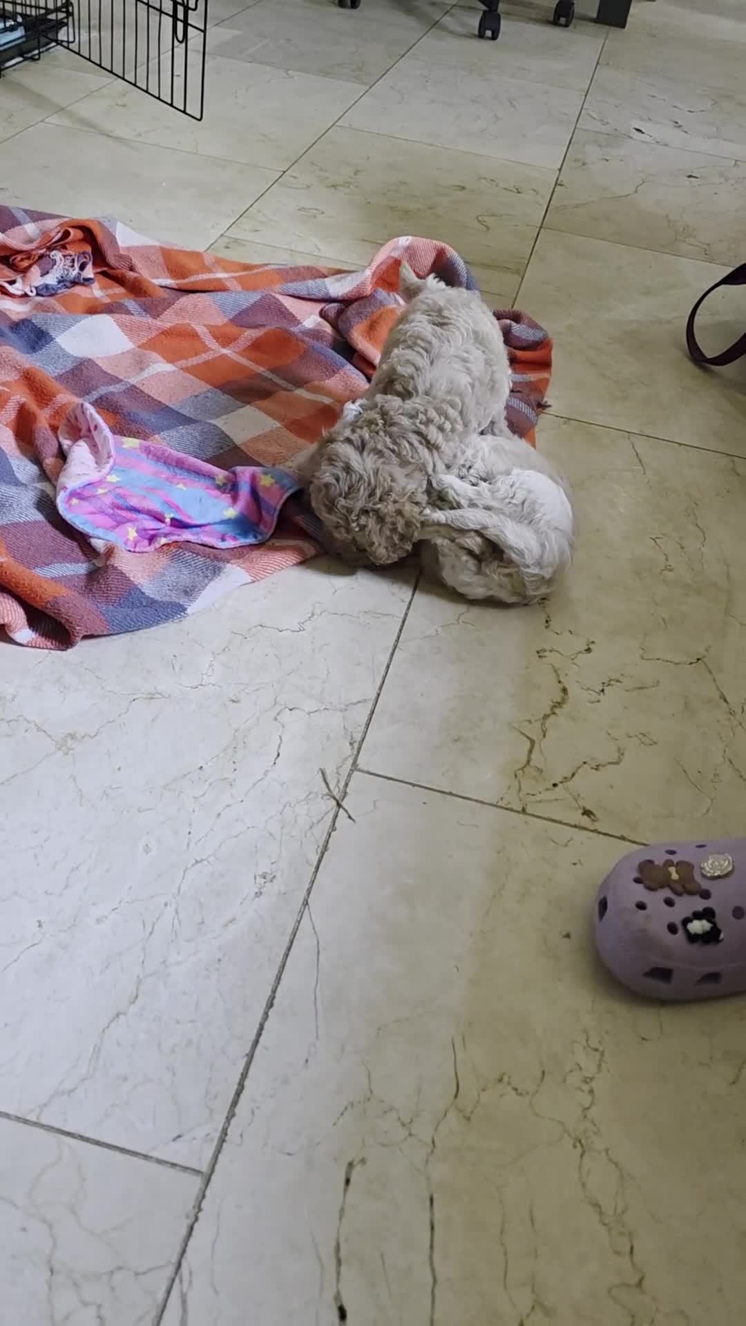 Maltipoo dogs for sale: Maltipoo/toy poodle  - Video 1