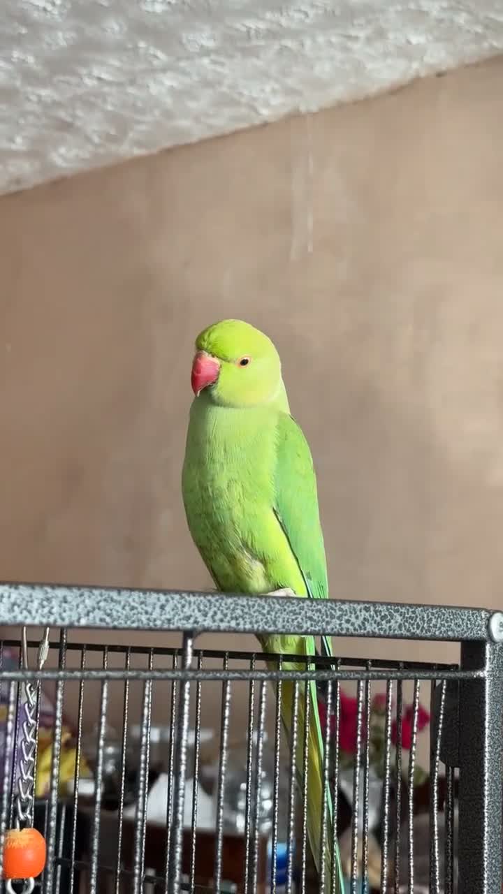 Parrots birds for sale: Ringneck Parrot in Gravesend - Video 2
