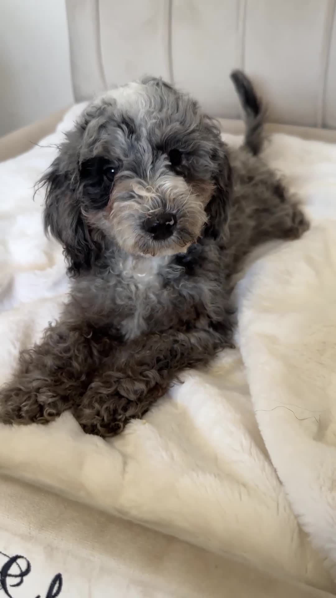 Cavapoo dogs for sale: Premium Quality Teddy Toy Cavapoos F1B - Video 3