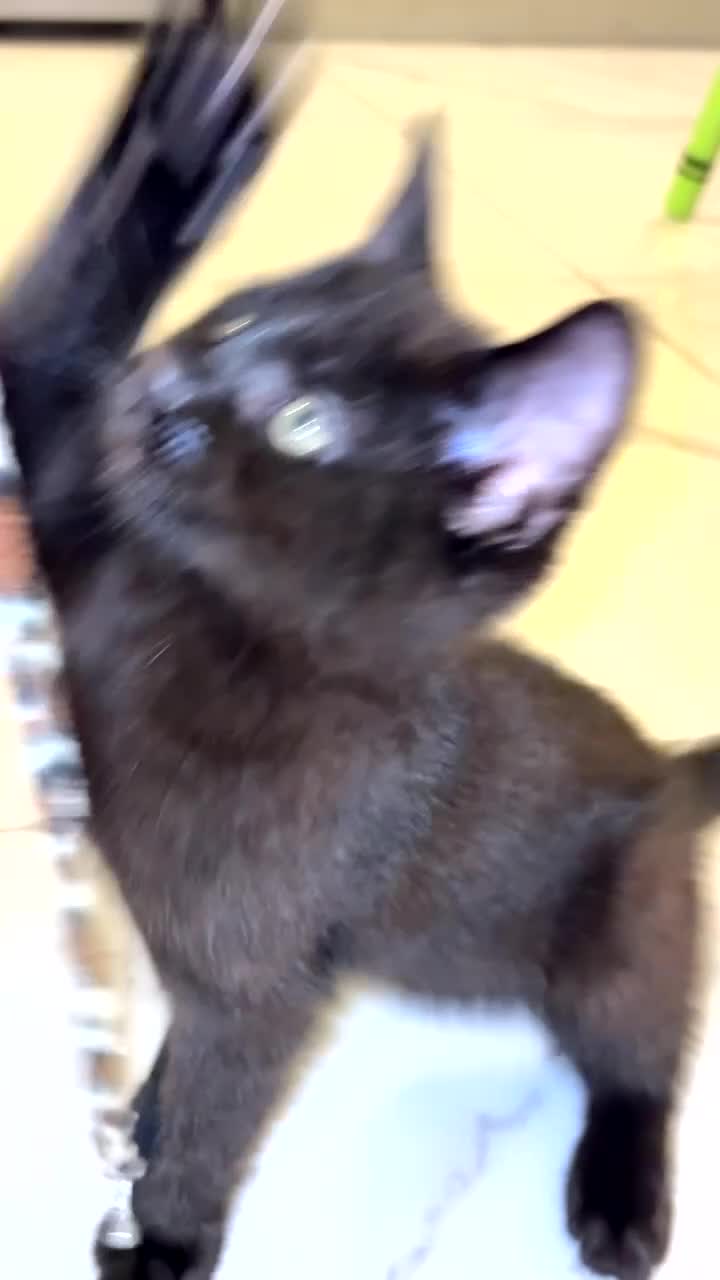 Mixed Breed cats for sale: British short hair mixed breed kittens.🩷 - Video 3