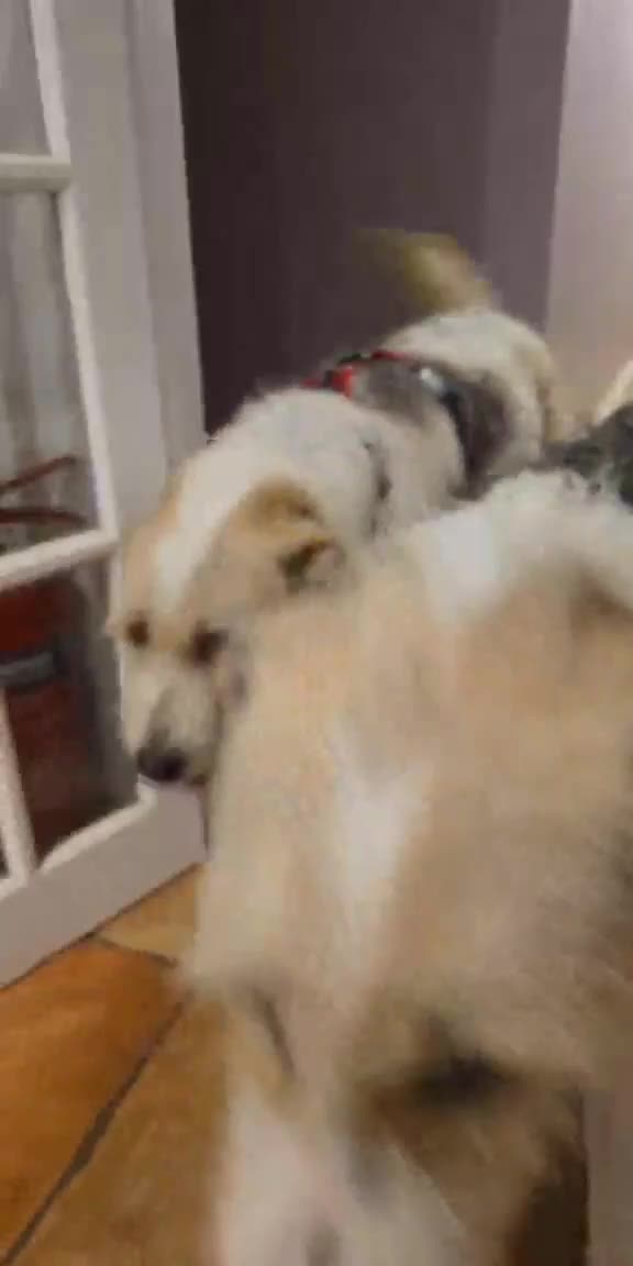 Mixed Breed dogs for adoption: Hershey ( and brother Harley )  - Video 5