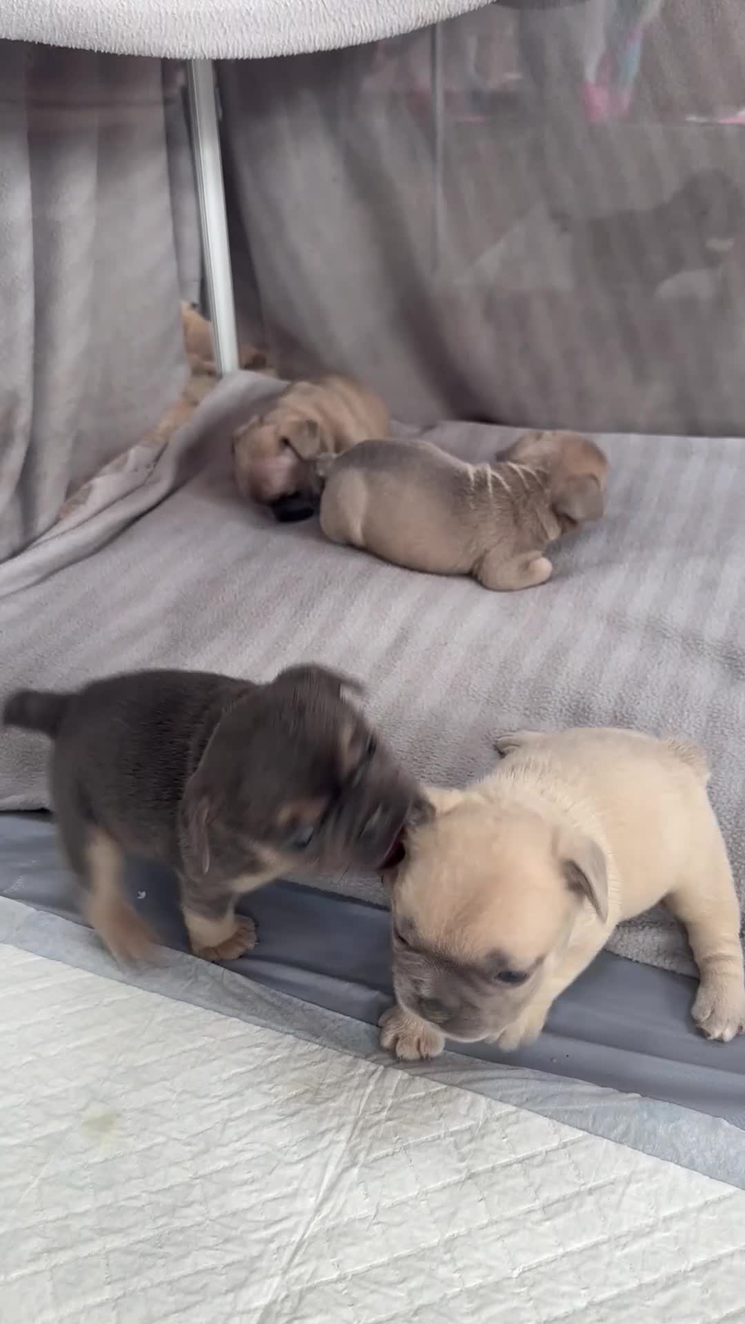 French Bulldog dogs for sale: Adorable little boy - Video 1