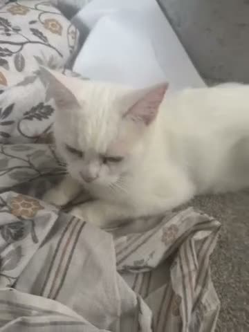 Mixed Breed cats for sale: Coco cat in Bolton - Video 1