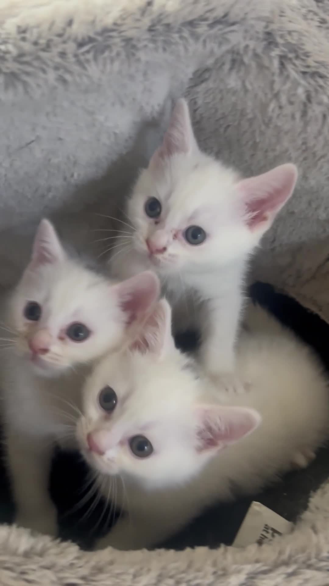 Mixed Breed cats for sale: 6 Beautiful Mixed British Shorthair Kittens  in Derby - Video 2