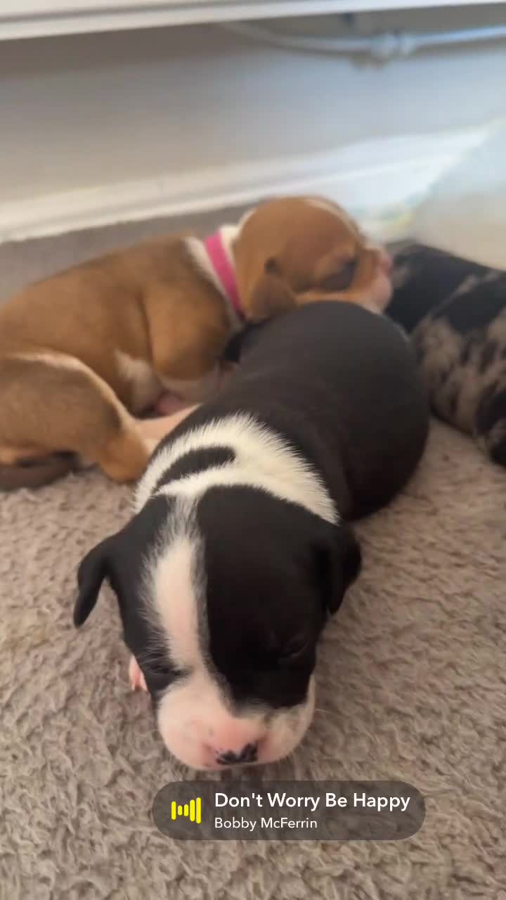Mixed Breed dogs for sale: A* bulldog puppies 🐶 - Video 5