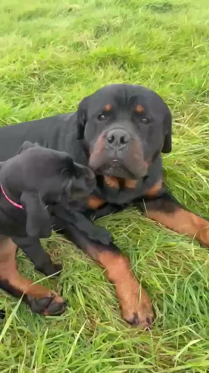 Mixed Breed dogs for sale: Rottweiler/vizsla - Video 2