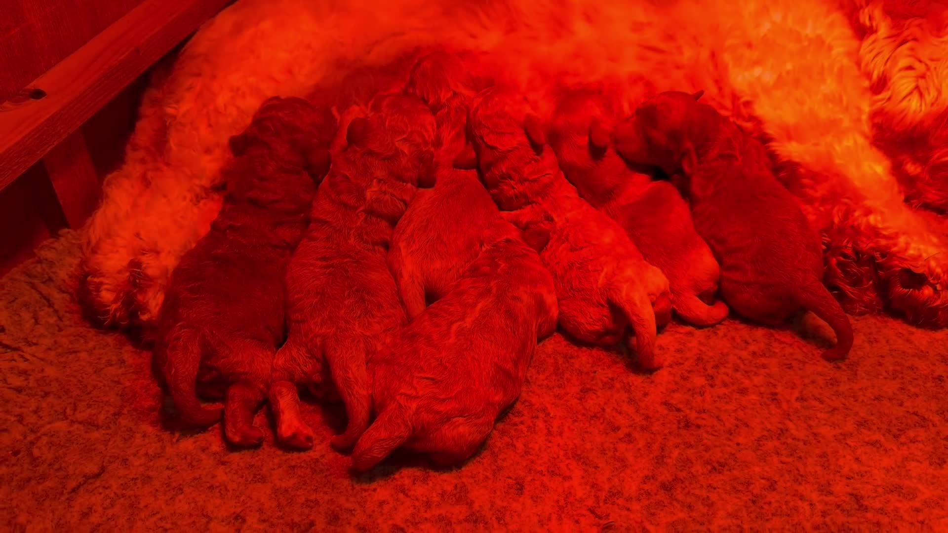 Cavachon dogs for sale: Gorgeous F1 Fox Red Cavapoochon’s  - Video 1