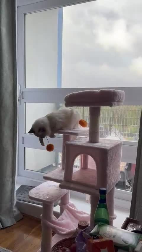 Ragdoll cats for sale: Beautiful Chunky Ragdoll Kitten For Sale - Video 1