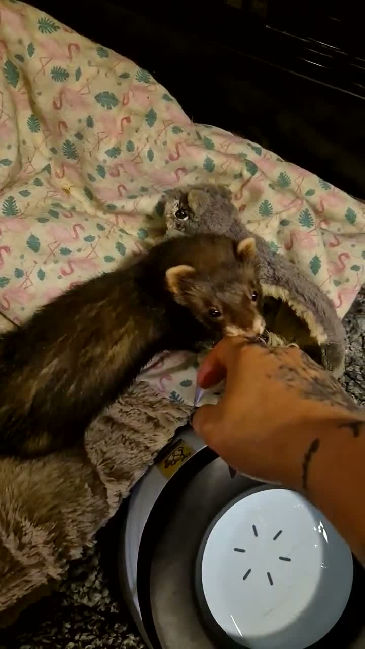 Ferret rodents for sale: EU cross ferret hob kit - 3 months old - Video 1