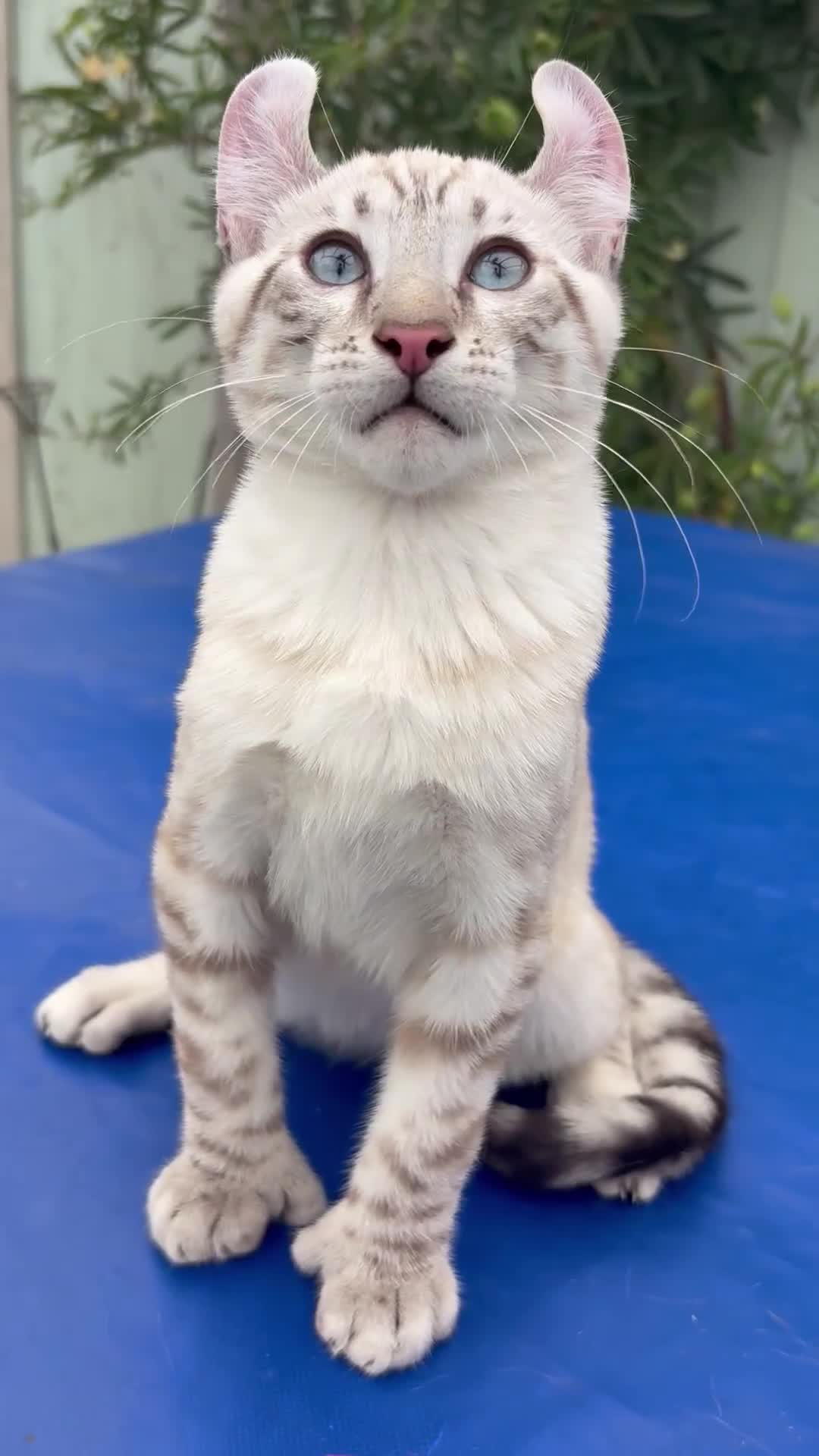 Keetso cats for sale: The best Keetso boy ever  - Video 1