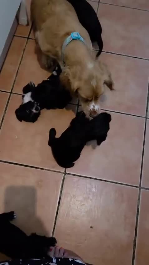 Cocker Spaniel dogs for sale: Black and white cocker spaniel - Video 1