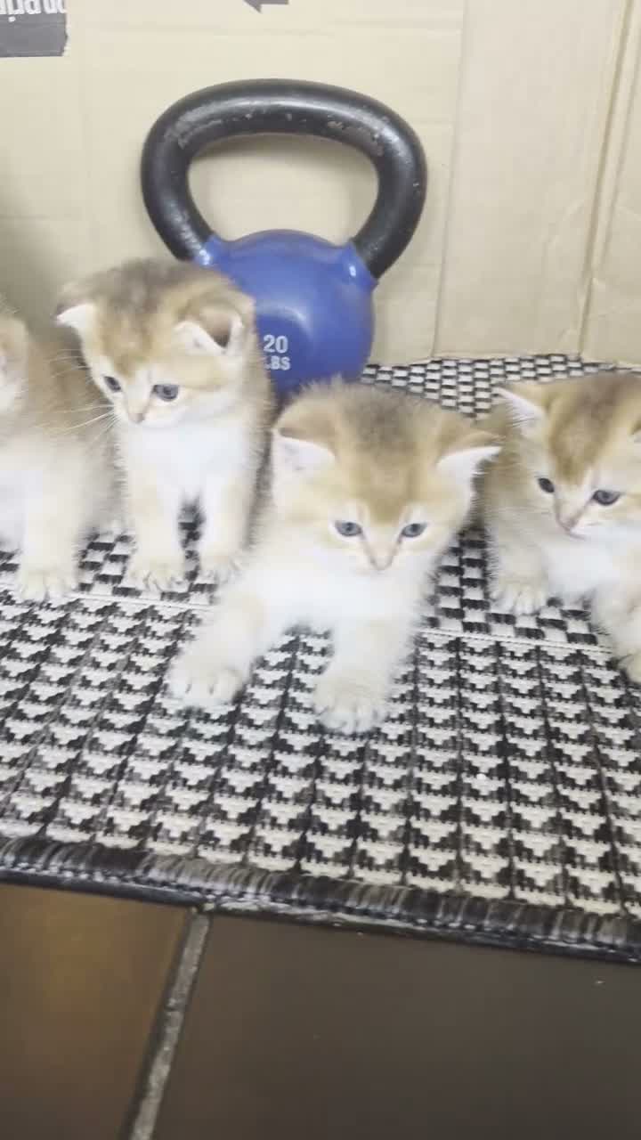Scottish Fold cats for sale: Adorable Scottish kittens - Video 1