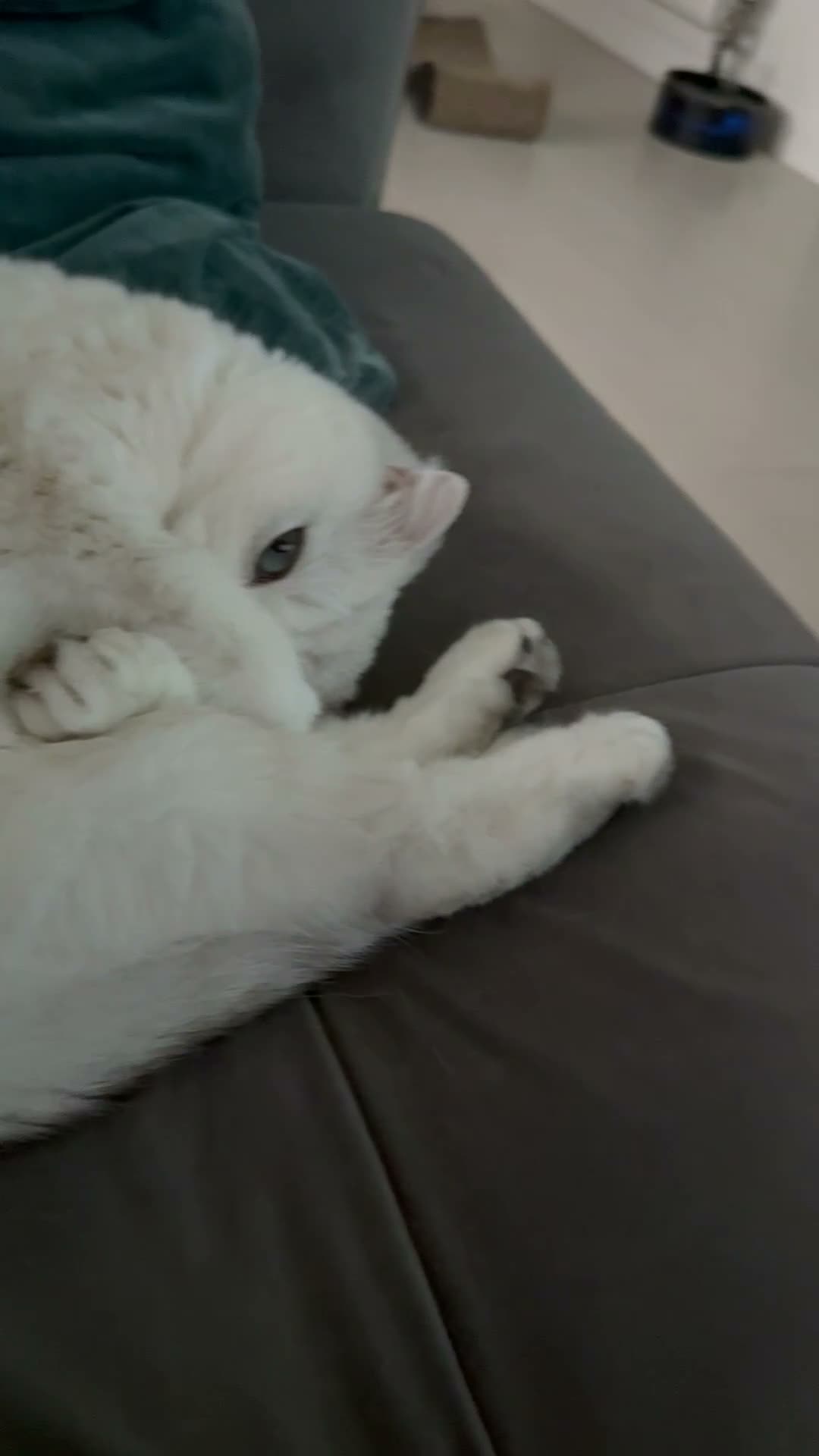 Scottish Fold cats for sale: White Scottish female looking for loving home - Video 3