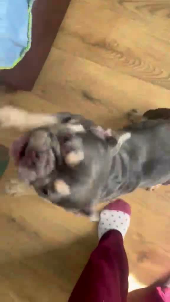 French Bulldog dogs for sale: Blue bitch  in Birmingham - Video 1