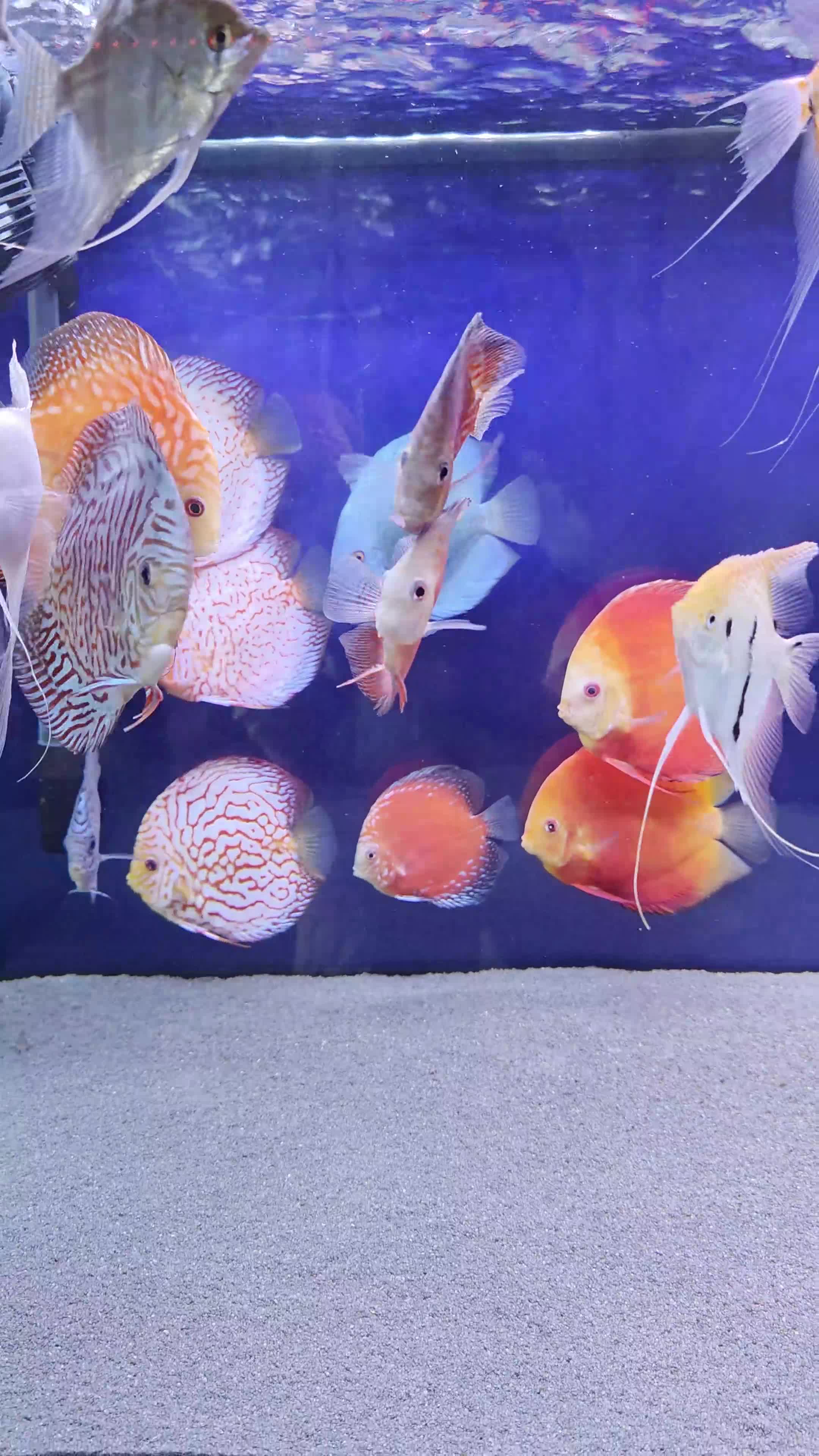 Discus fish for sale: DISCUS, ANGELS, RUMMY NOSE, STARBAI CORY. - Video 1