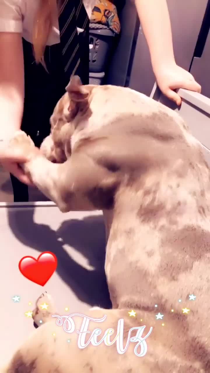 Mixed Breed dogs for sale: Male Merle Exotic Bully For Sale - Video 2