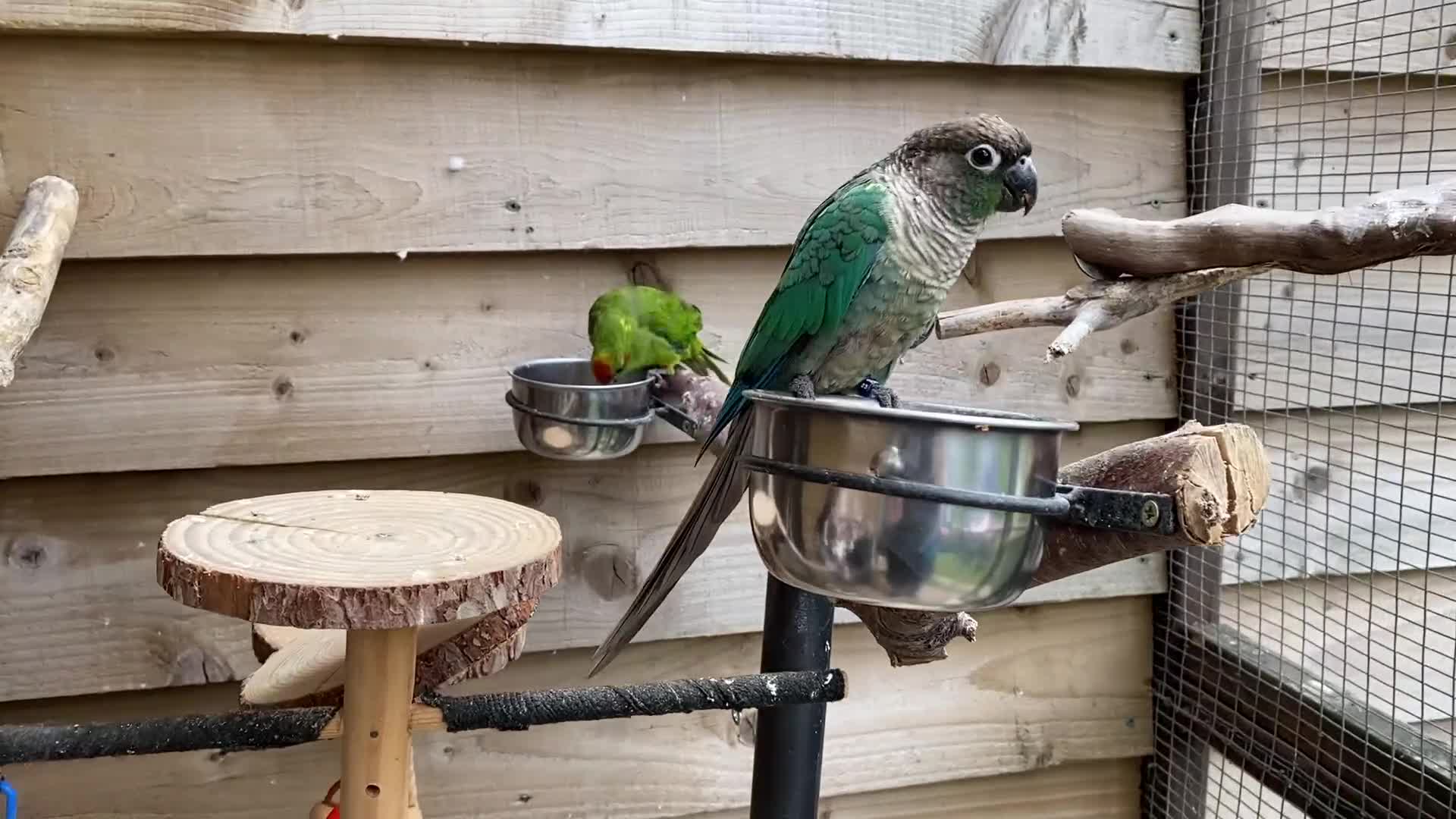 Parrots birds for sale: Shanti Wings Rescue in London  - Video 1