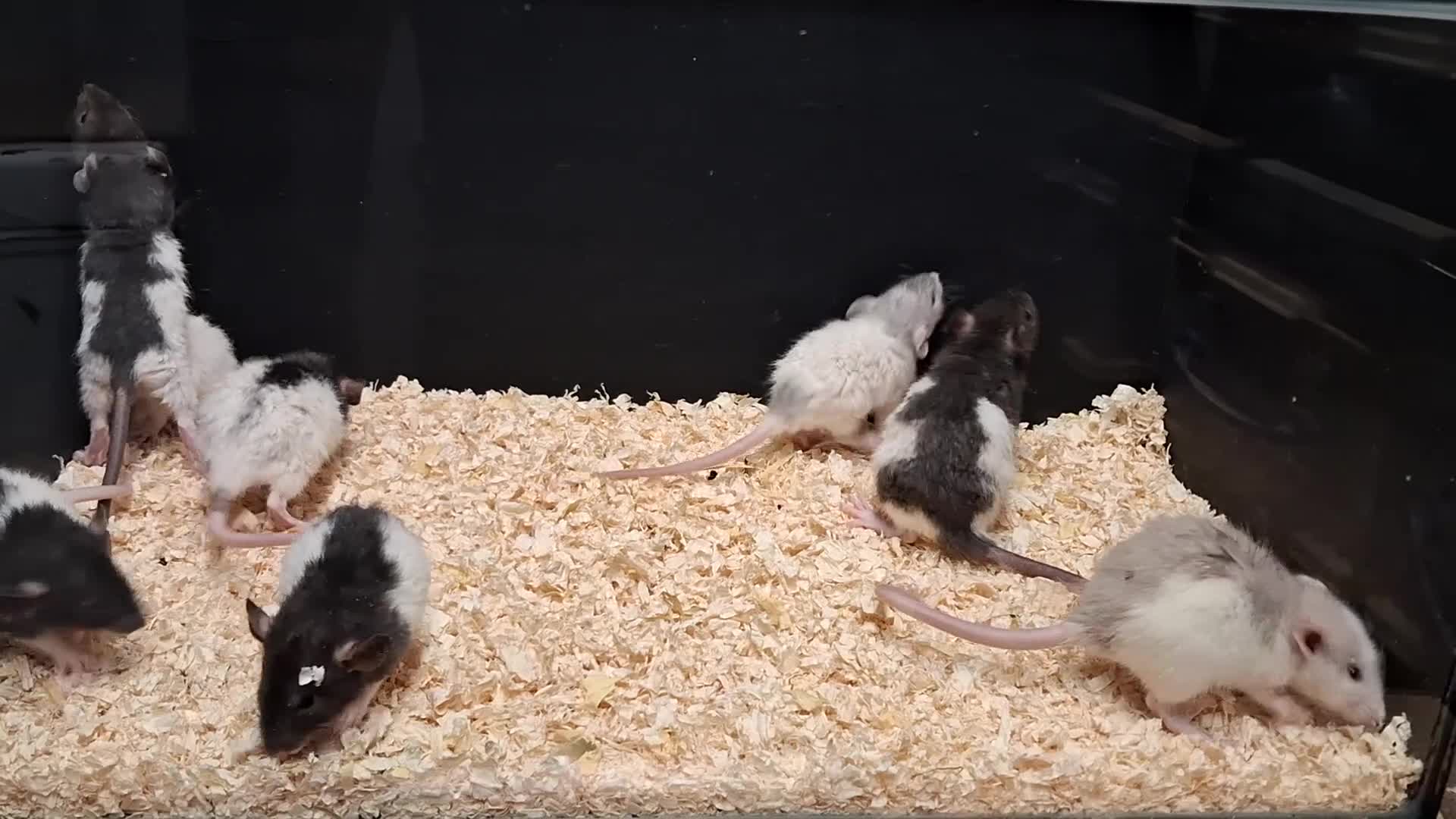 Rat rodents for sale: Baby Dumbo Eared Rat's Males and Females  - Video 3