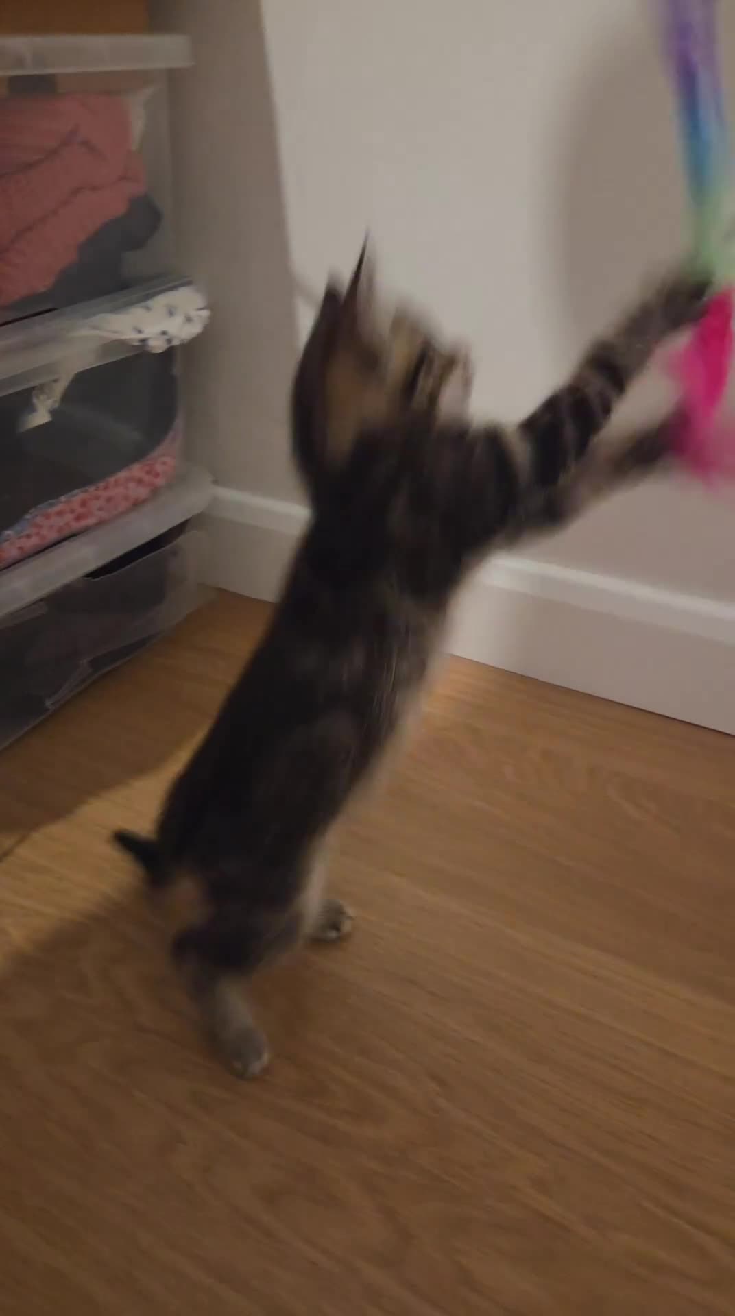 Domestic Shorthair cats for sale: 10 week old tabby female kitten for sale - Video 1