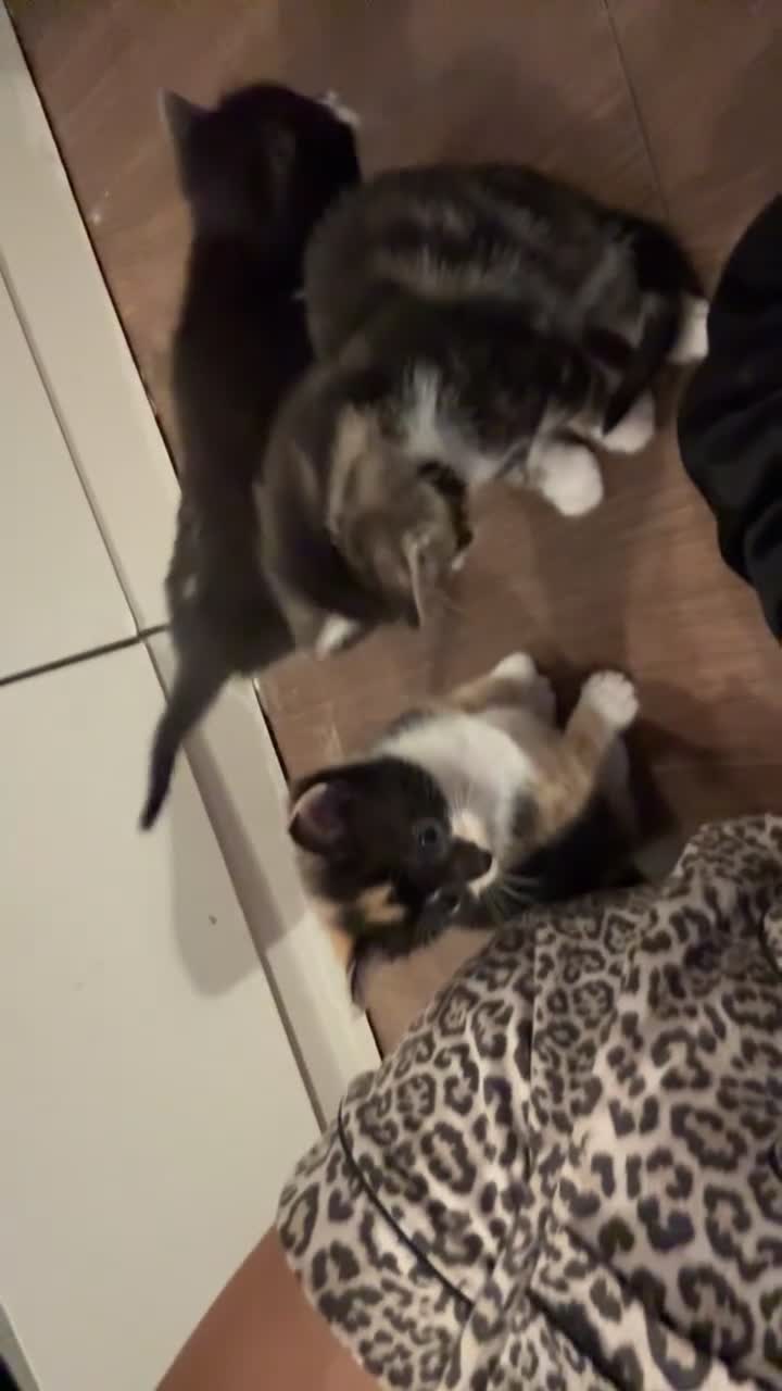 Mixed Breed cats for sale: 3 mix breed kittens  - Video 2