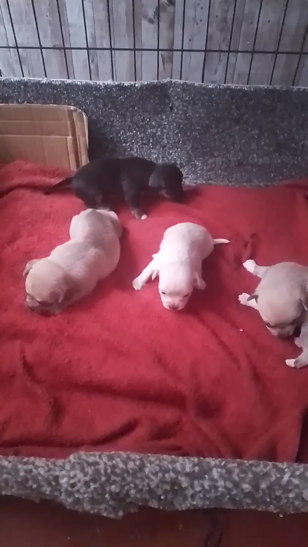Chihuahua dogs for sale: Puppies for sale  - Video 1
