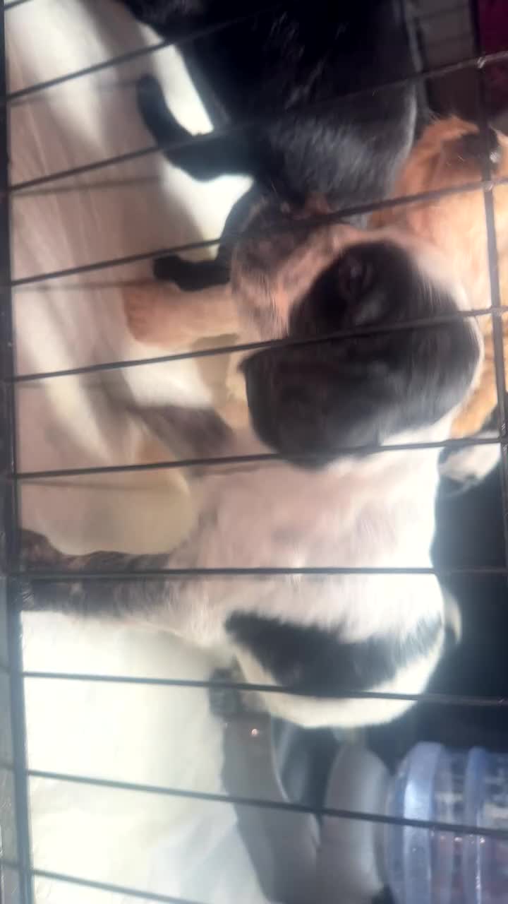 Cockapoo dogs for sale: F2 Cockapoo  - Video 3