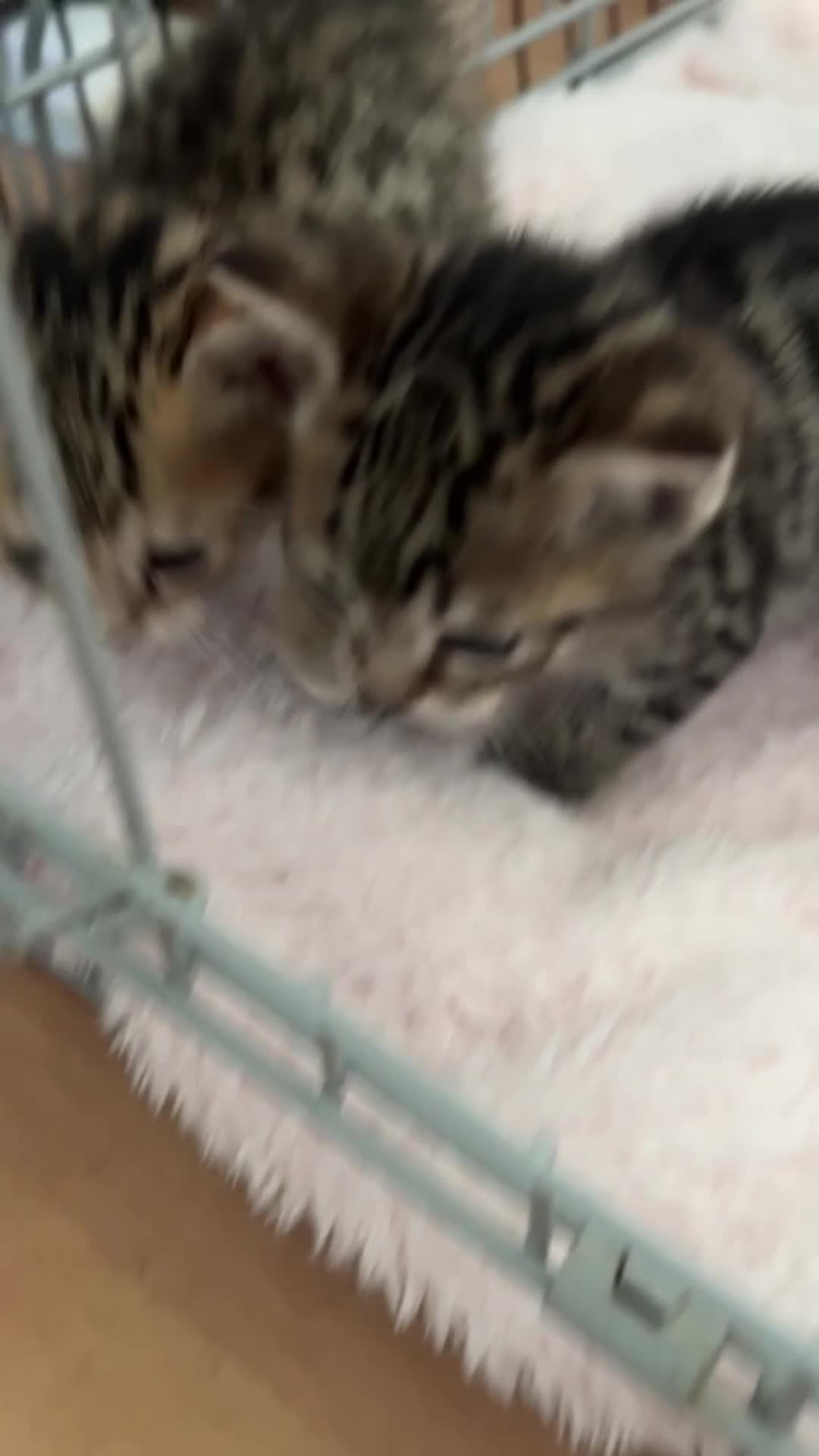 Savannah cats for sale: Only 1 girl savannah still available.  - Video 1