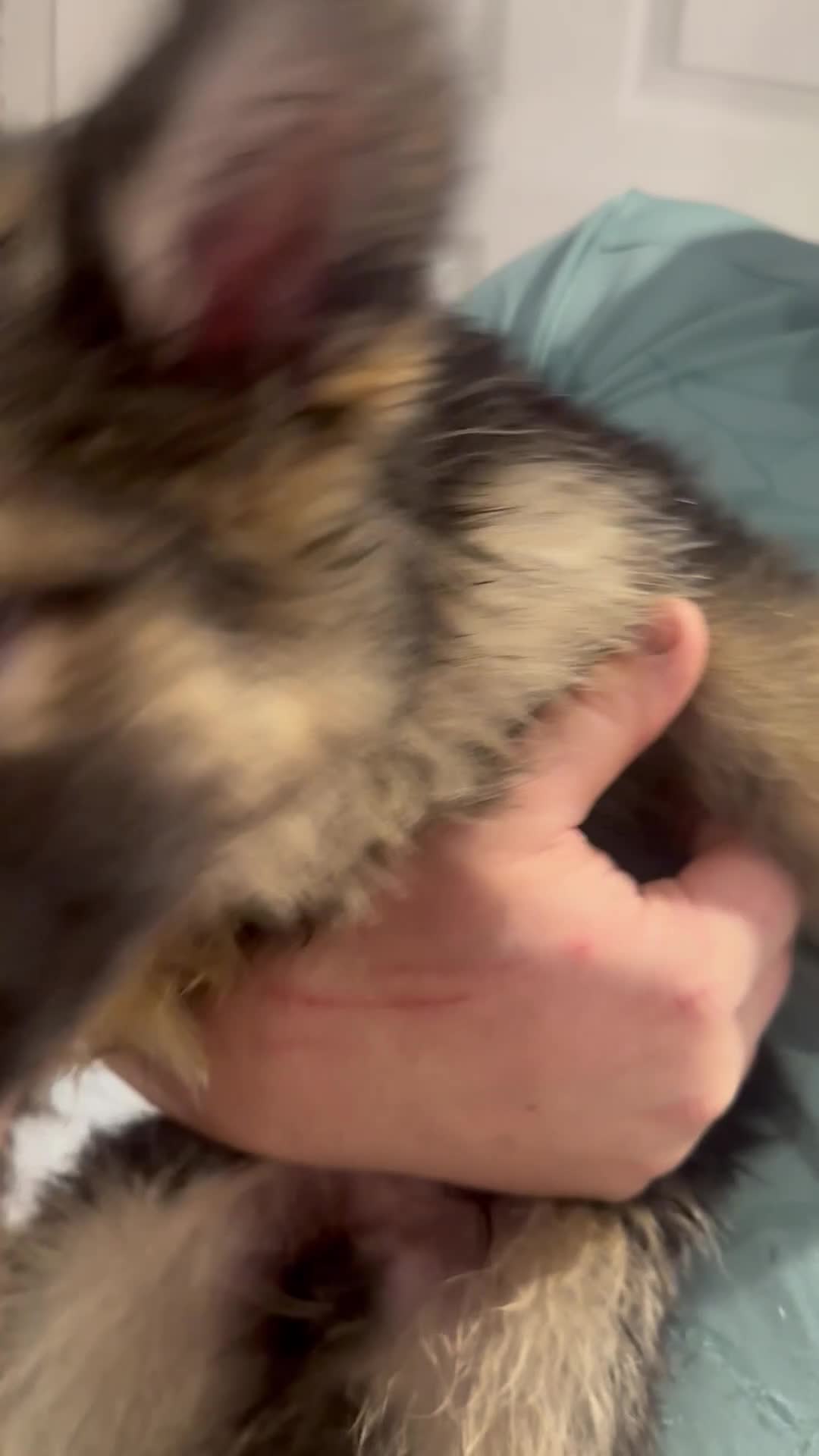 German Shepherd dogs for sale: German Shepherd puppies *Open to sensible offers* - Video 3