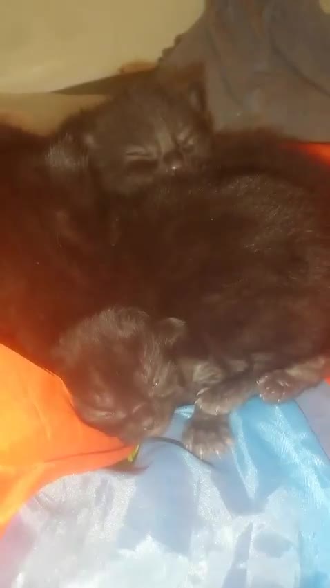 Maine Coon cats for sale: Maincoon X (Xl) Mum is Full Pedigree in Trowbridge - Video 1