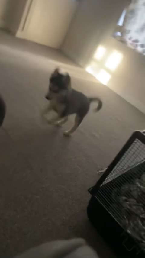 Siberian Husky dogs for sale: Siberian husky - 8 weeks old - Video 2